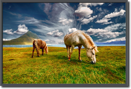 Konie - Zdjęcie koni na pastwisku, w szarej dosyć wąskiej drewnianej ramie.
