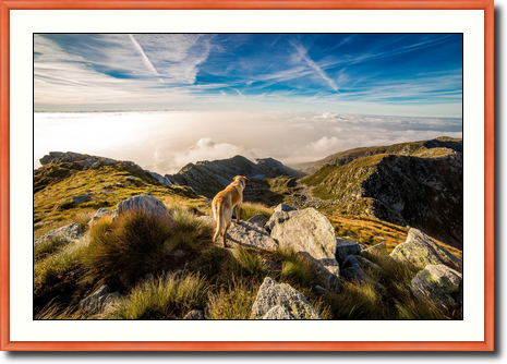 Pies w górach - Oprawa zdjęcia psa w górach wąskiej ramie z 5cm passe-partout.