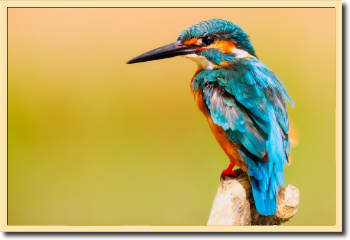 Ptak - Ptak, siedzący na gałęzi. Zdjęcie barwnego ptaka, z ramka w kolorze tła.